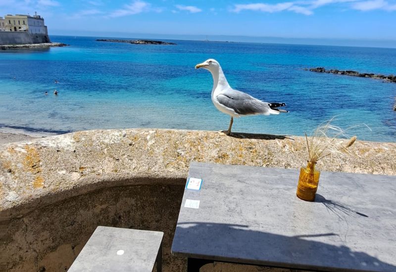 santa-maria-al-bagno-mare-gabbiano-2025